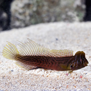 Brachiosaurus Blenny