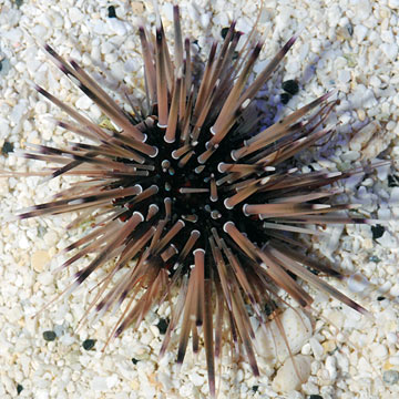 Shortspine Urchin