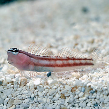 Comical Blenny