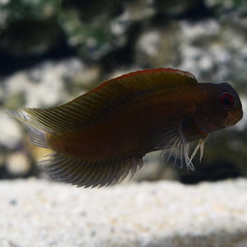 Black Sailfin Blenny