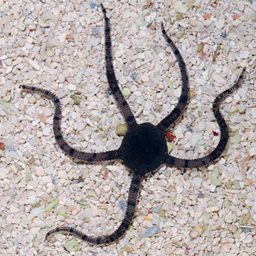 Serpent Sea Star (Build Your Own Kit)