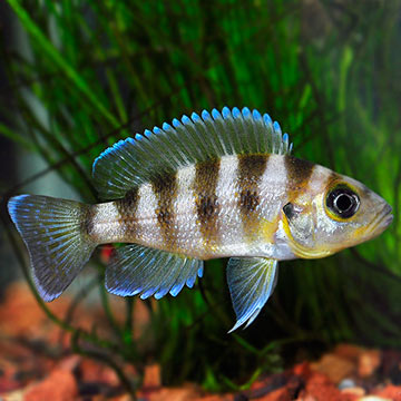 Gold Sexfasciatus Cichlid