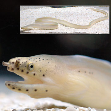 Ghost Eel