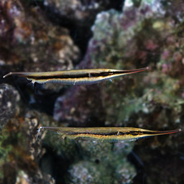 Striped Shrimpfish EXPERT ONLY
