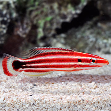 Pacific Redstripe Hogfish