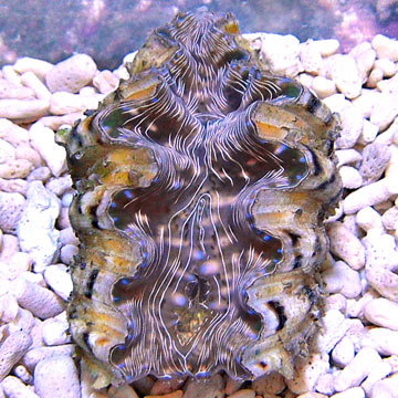 Hippopus Clam, Aquacultured