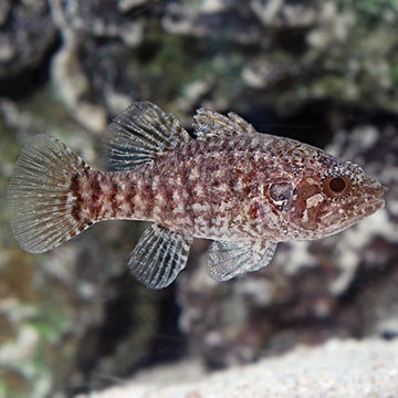 Speckled Fowler Cardinalfish 