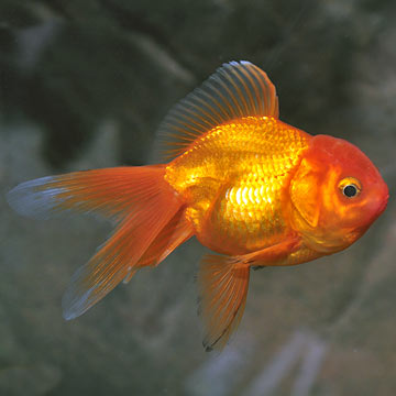 Red Oranda Goldfish