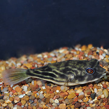 Fahaka Puffer 