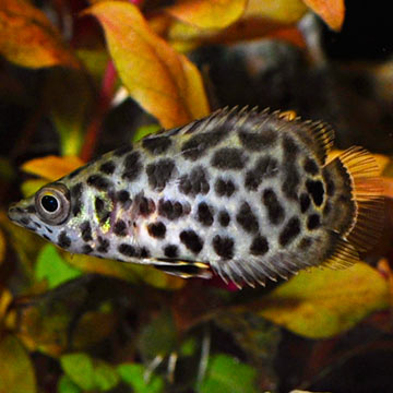 Leopard Ctenopoma Captive-Bred