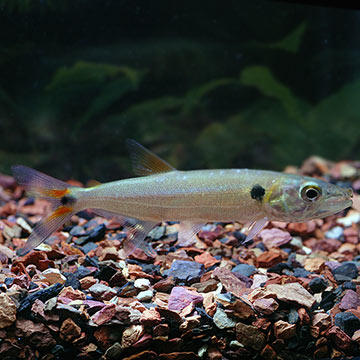 Red Tail Barracuda