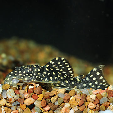 Galaxy (L-07) Plecostomus