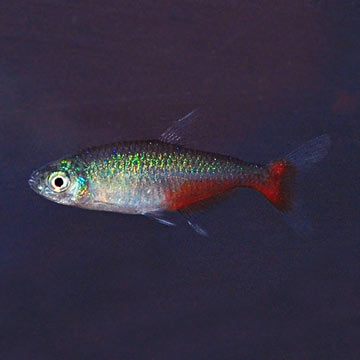 Green Fire Tetra Group