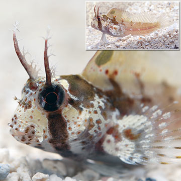 Horned Blenny