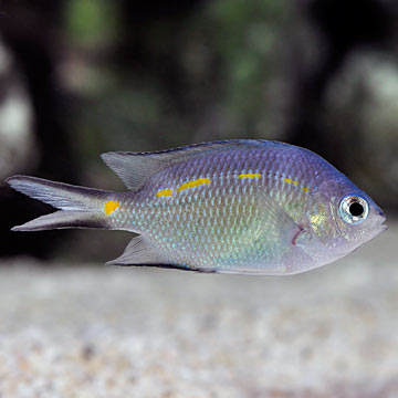 Orange Line Chromis