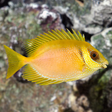 Blue Spotted Rabbitfish