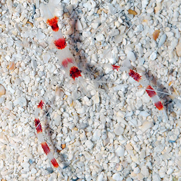 Banded Coral Shrimp (Build Your Own)