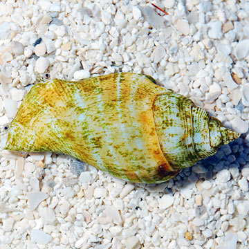 Fighting Conch - (Build Your Own Kit)