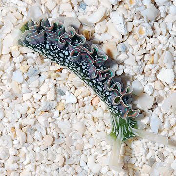 Lettuce Sea Slug (Build Your Own Kit)