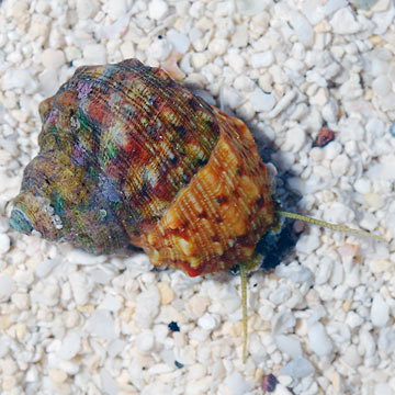 Mexican Turbo Snail (Build Your Own Kit)
