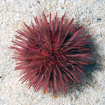 Pincushion Urchin (Build Your Own Kit)