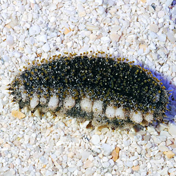 Sea Cucumber - Atlantic (Build Your Own Kit) EXPERT ONLY