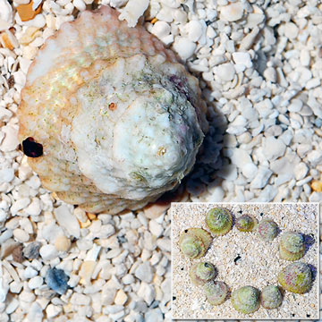 Astraea Turbo Snail (Build Your Own Kit) - 10 Pack