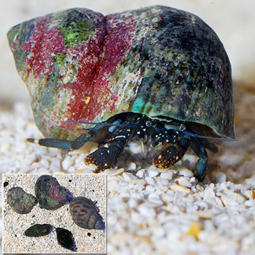 Dwarf Yellow Tip Hermit Crab (Build Your Own Kit) - 5 Pack