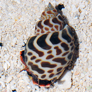 Babylon Snail Babylon Snail