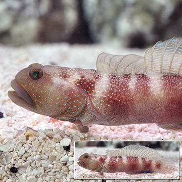 Blue Fin Watchman Goby, Captive-Bred ORA®