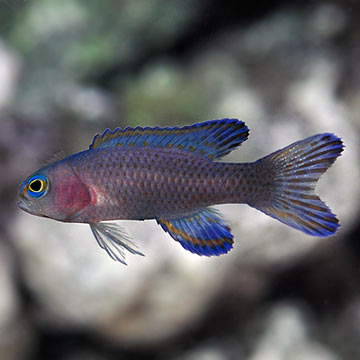 Randall's Assessor Basslet, Captive-Bred ORA®