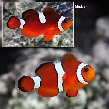 Blood Orange Clownfish, Captive-Bred ORA®