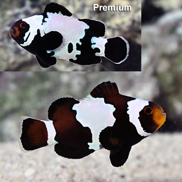Black Snowflake Clownfish, Captive-Bred ORA®