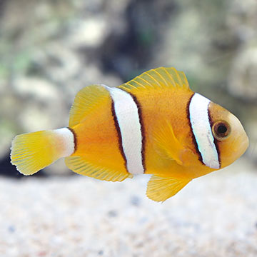 Captive-Bred Clarkii Clownfish