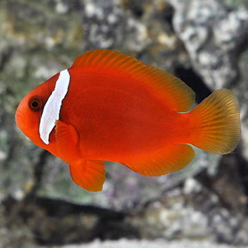 Proaquatix Captive-Bred Tomato Clownfish