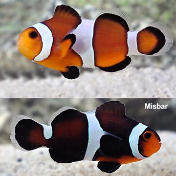 Caramel Clownfish, Captive-Bred ORA®