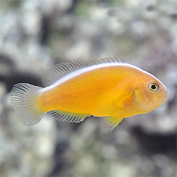 ORA® Captive-Bred Orange Skunk Clownfish
