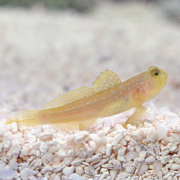 ORA® Captive-Bred Yellow Watchman Goby