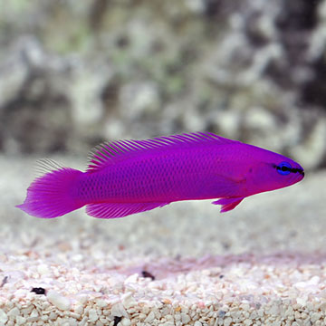 Orchid Dottyback, Captive-Bred ORA®