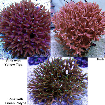 Birdsnest Coral