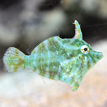 Radial Filefish, Captive-Bred ORA®