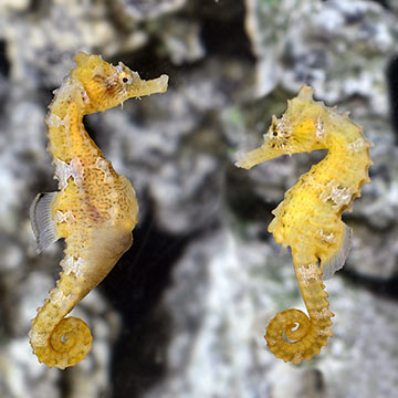 Lined Seahorse, Captive-Bred ORA®