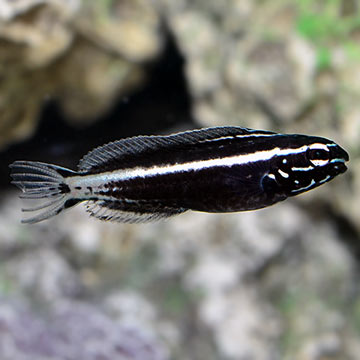 ORA® Captive-Bred Kamohara Blenny