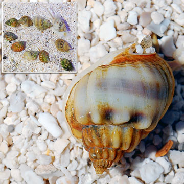 Nassarius Snail, Tiny (Build Your Own Kit) - 10 Pack