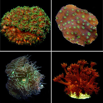 LPS Frag Pack - Aquacultured ORA®