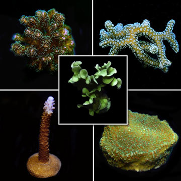 Beginner Hardy 5 Pack-Aquacultured, ORA®