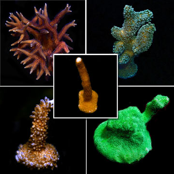 Assorted SPS 5 Pack - Aquacultured ORA®