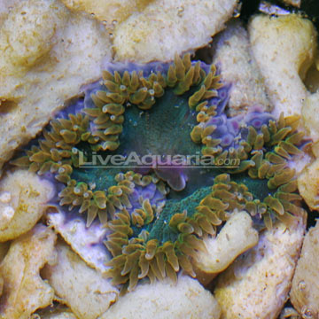 Rock Flower Anemone, Green