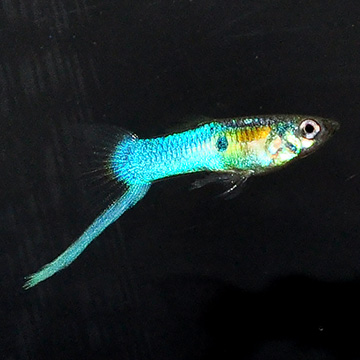 Japanese Blue Swordtail Guppy, Male