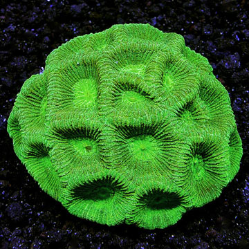 Brain Coral, Green